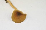Ampulloclitocybe avellaneoalba image