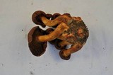 Cortinarius smithii image