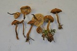 Cystoderma amianthinum image