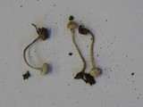 Cystolepiota seminuda image