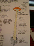 Battarrea phalloides image