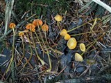 Mycena aurantiomarginata image