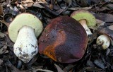 Boletus regineus image