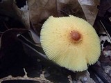 Leucocoprinus brunneoluteus image