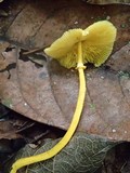 Leucocoprinus brunneoluteus image