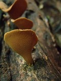 Encoelia heteromera image