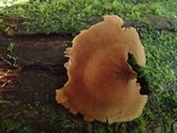 Auriscalpium villipes image