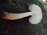 Auriscalpium villipes image