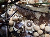 Geastrum schweinitzii image