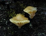 Lichenomphalia umbellifera image