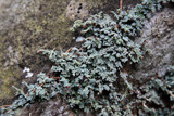 Stereocaulon dactylophyllum image