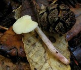 Cuphophyllus virgineus image