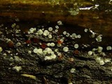 Orbilia aurantiorubra image