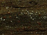 Orbilia aurantiorubra image