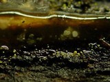 Image of Dendrodochium citrinum