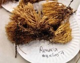 Phaeoclavulina myceliosa image