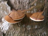 Ganoderma boninense image