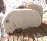 Ganoderma boninense image