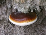 Ganoderma boninense image