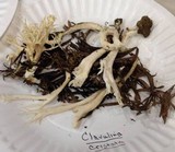 Clavulina coralloides image