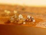 Torrendiella eucalypti image