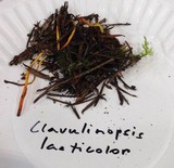 Clavulinopsis laeticolor image