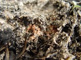 Pyronema domesticum image