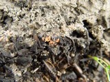 Pyronema domesticum image