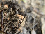 Pyronema domesticum image