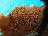Auriscalpium villipes image