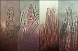 Lachnellula occidentalis image