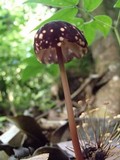 Marasmius amazonicus image