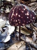 Marasmius amazonicus image
