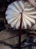 Marasmius amazonicus image