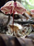 Marasmius tageticolor image