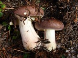Russula xerampelina image