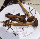 Cortinarius croceus image