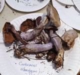 Cortinarius alboviolaceus image