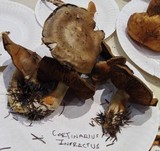 Cortinarius infractus image