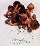 Cortinarius californicus image