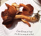 Cortinarius rubicundulus image