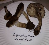 Lyophyllum semitale image