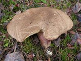 Boletus rubripes image