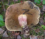 Boletus rubripes image