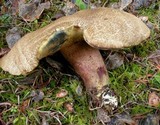 Boletus rubripes image