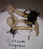 Clitocybe fragrans image