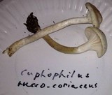 Hygrocybe russocoriacea image