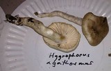 Hygrophorus agathosmus image