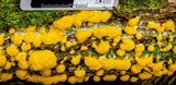 Fuligo septica image