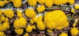Fuligo septica image